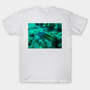 Red Sea Freckled Hawkfish T-Shirt